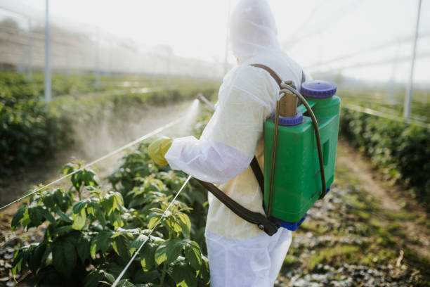 Best Termite Control Services  in Wtell, LA
